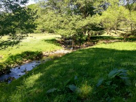 Armutstal Wildblumen Eifel integer me nirvitarka