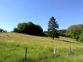 Armutstal Wildblumen Eifel integer me nirvitarka