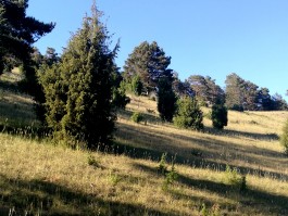 Wacholder Holunder Gilsdorf integer me nirvitarka