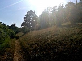 Wacholder Holunder Gilsdorf integer me nirvitarka