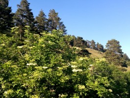 Wacholder Holunder Gilsdorf integer me