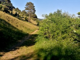 Wacholder Holunder Gilsdorf integer me nirvitarka