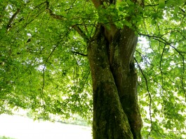 Armutstal Wildblumen Eifel integer me nirvitarka