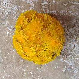 INTEGER ME · coaching the inside