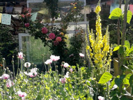 Gemüsegarten vegan Wildkräuter