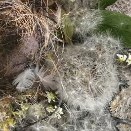 INTEGER ME · coaching the inside