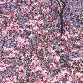 INTEGER ME · coaching the inside